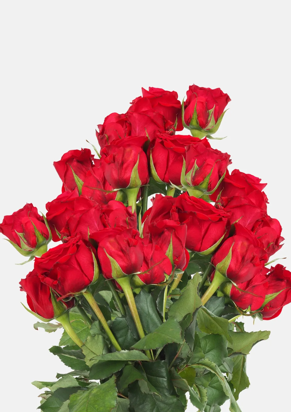 Rose Letter
