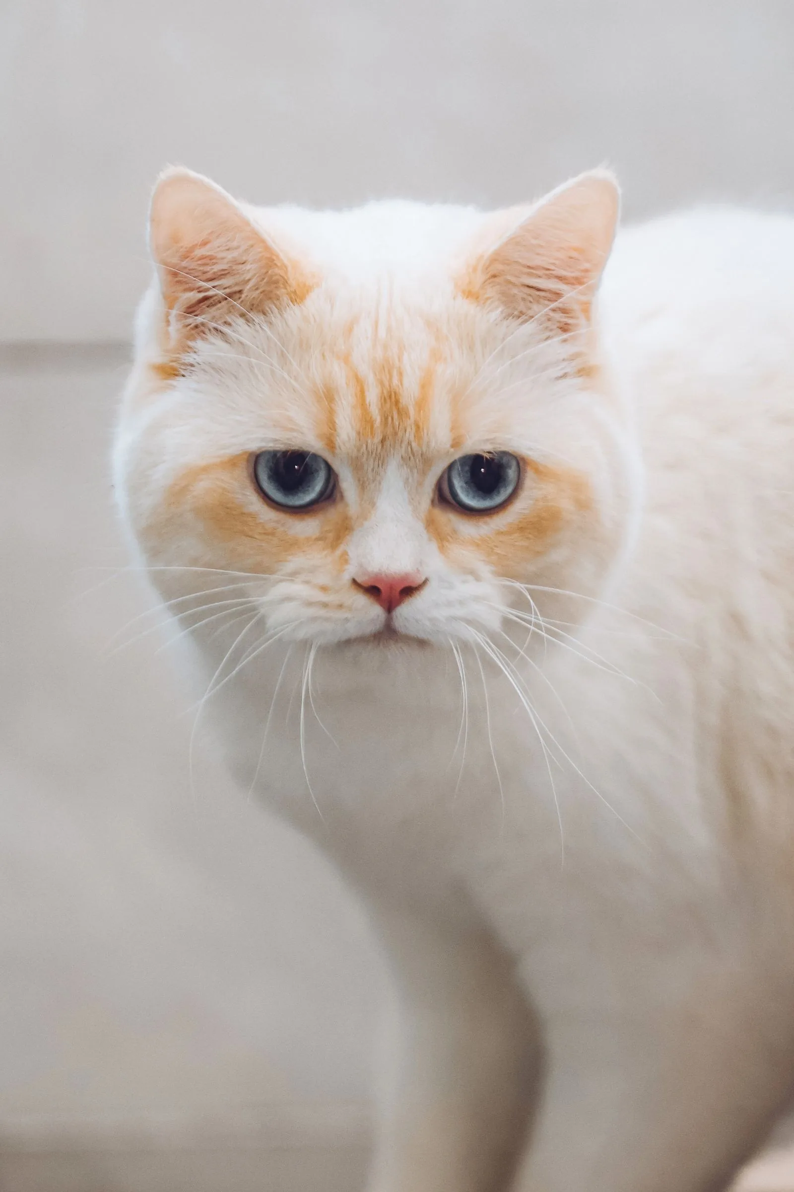 Kucing, foto ilustrasi