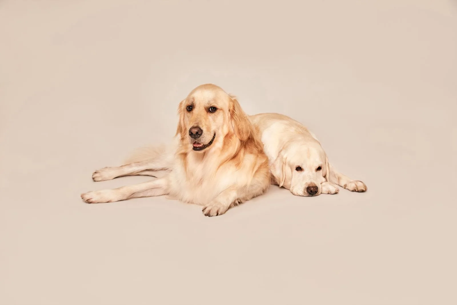 Hewan peliharaan, foto ilustrasi pet care